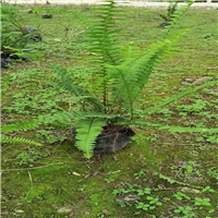 佛山排骨草a广东排骨草