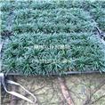 佛山盘装玉龙草、广东盘装玉龙草