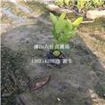 佛山龙船花批发\佛山龙船花基地