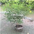 佛山黄花夹竹桃基地，佛山黄花夹竹桃