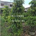 中山垂叶榕|珠海垂叶榕|广东垂叶榕价格