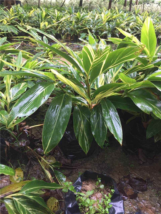 惠州哪里有花叶姜？佛山花叶姜价格