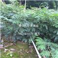 惠州布袋红绒球\深圳布袋红绒球
