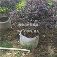 佛山红继木价格，佛山红继木批发