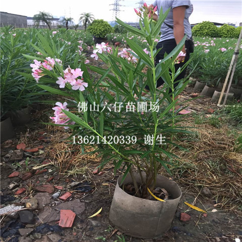 广东粉花夹竹桃、佛山粉花夹竹桃
