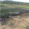 惠州翠芦莉—河源翠芦莉—东莞翠芦莉价格