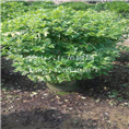 广东花叶连翘90*90球型 