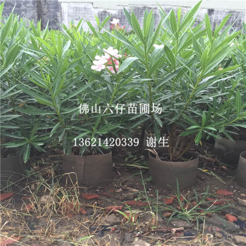 深圳粉花夹竹桃、东莞粉花夹竹桃