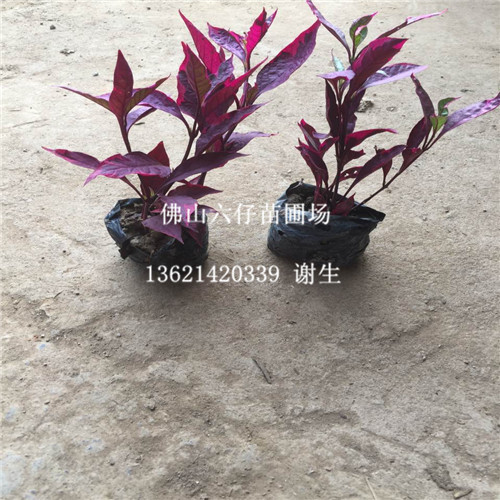 佛山红宽草基地，佛山红宽草价格