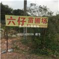佛山六仔苗圃场 