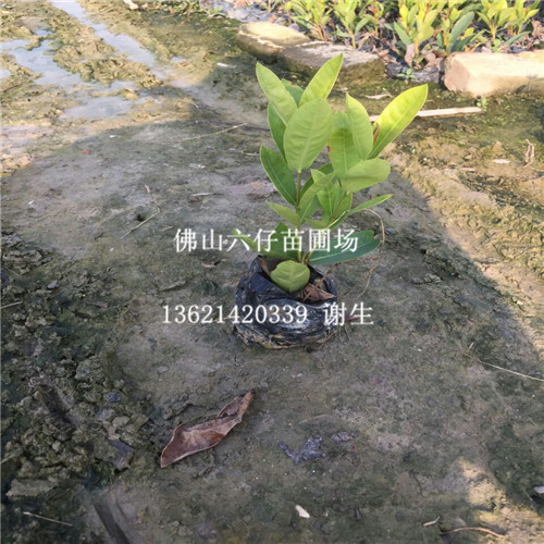 佛山龙船花批发\佛山龙船花基地