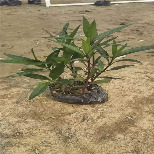 广东翠芦莉a佛山翠芦莉