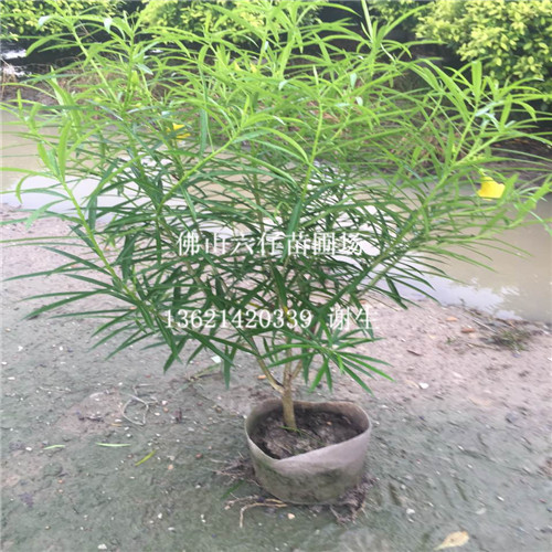 佛山黄花夹竹桃基地，佛山黄花夹竹桃