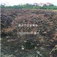 批发红继木球-佛山批发红继木球