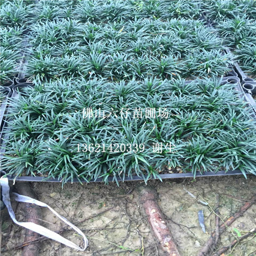 佛山盘装玉龙草、广东盘装玉龙草