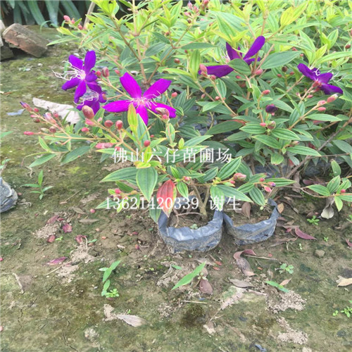 广东巴西野牡丹价格，广东巴西野牡丹基地