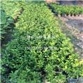 深圳双色茉莉、广州双色茉莉、东莞双色茉莉