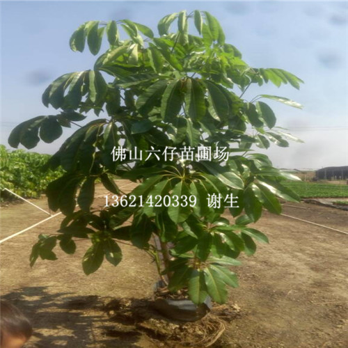 批发大叶伞，中山大叶伞，广东批发大叶伞