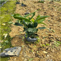 佛山桅子花价格