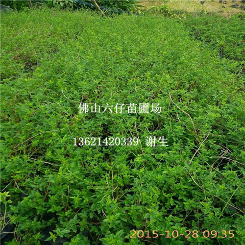 广州黄素馨；珠海黄素馨；顺德黄素馨价格