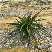 矮化翠芦莉a佛山翠芦莉