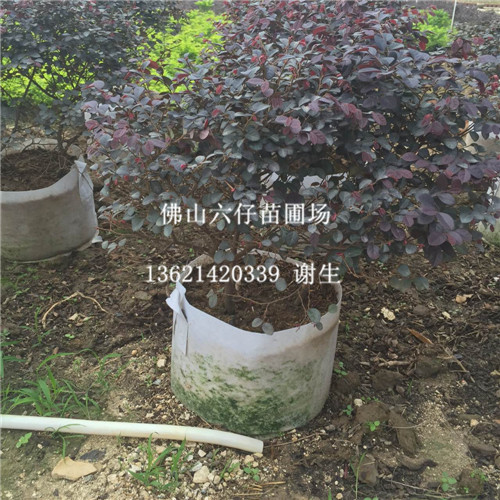 佛山红继木价格，佛山红继木批发