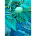 宜宾蔷薇、宜宾紫薇、宜宾桂花1
