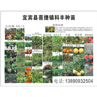 宜宾科丰苗圃-宜宾水果苗