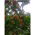 宜宾塔罗科血橙|宜宾梨子苗|宜宾核桃苗￥