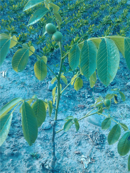 宜宾柑橘、宜宾枇杷、宜宾核桃3