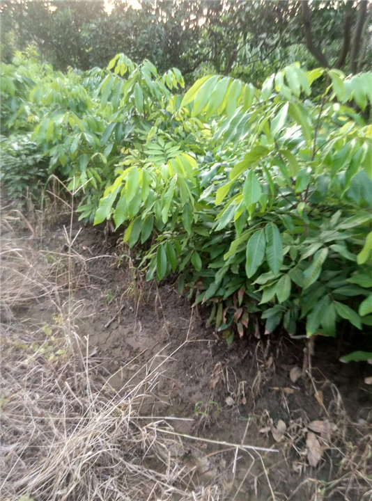 宜宾桂圆苗|宜宾桂圆苗种植-宜宾科丰苗圃