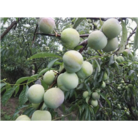 宜宾菌红李苗|又名半边红-科丰苗圃