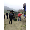 宜宾茵红李、宜宾柠檬、宜宾葡萄1