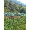 宜宾杜仲、宜宾砂仁、宜宾金银花@#