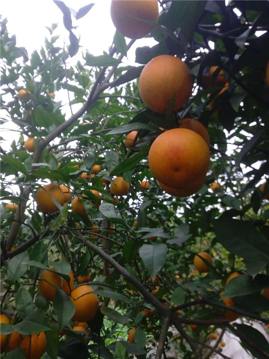 宜宾橙子苗|宜宾翠冠梨苗|宜宾黄金梨苗3
