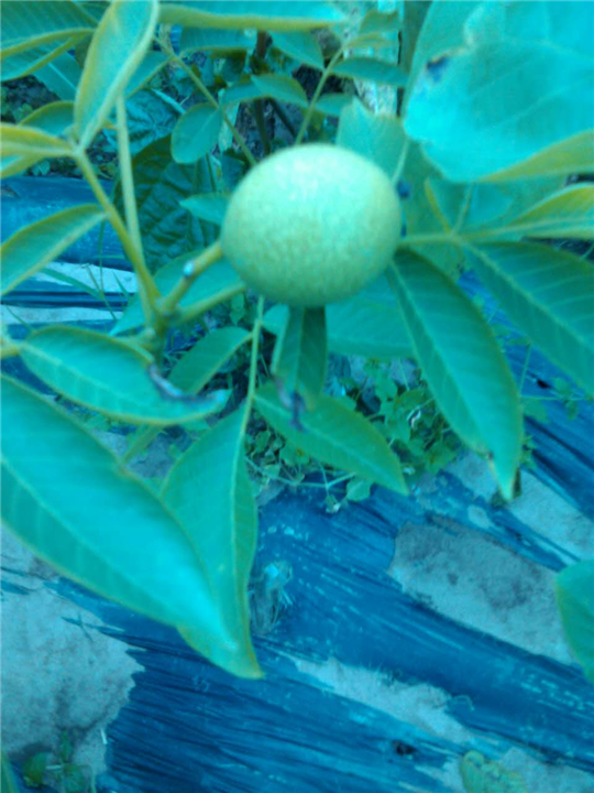 宜宾蔷薇、宜宾紫薇、宜宾桂花1