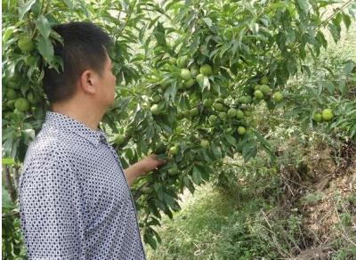 宜宾塔罗科血橙--宜宾水果3