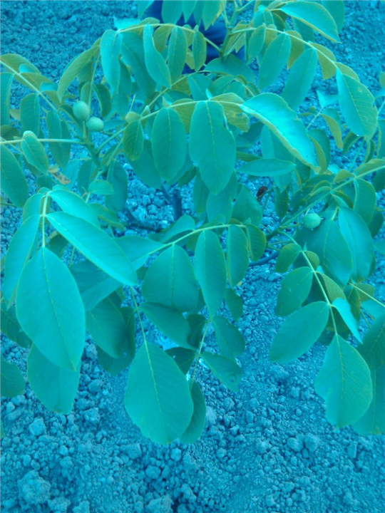 宜宾蔷薇、宜宾紫薇、宜宾桂花4