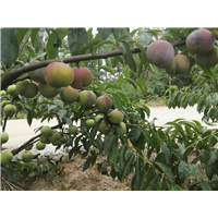 宜宾茵红李又名半边红-宜宾科丰苗圃
