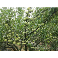 宜宾清脆苗又名砂糖-宜宾科丰苗圃