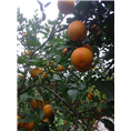 宜宾橙子苗|宜宾翠冠梨苗|宜宾黄金梨苗3
