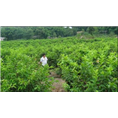 宜宾三红蜜柚苗--宜宾桔子苗3