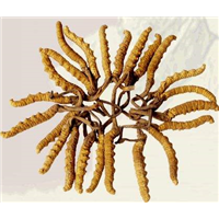 高坪区回收虫草上门价格 