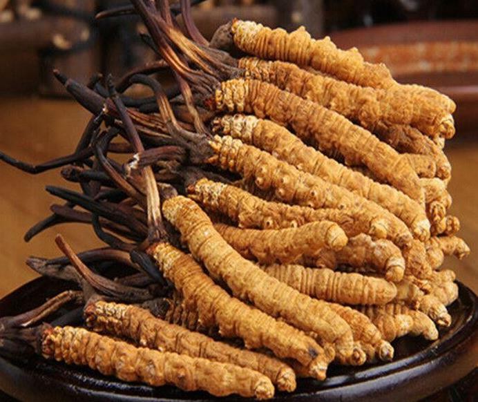 南昌回收冬虫夏草