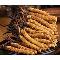 南昌回收冬虫夏草