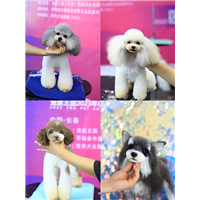 长春宠物美容培训学校