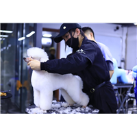 长春宠物美容