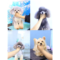 长春宠物美容培训