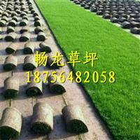 河南草皮_河南草皮供应商 