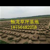 河南马尼拉草坪~河南马尼拉草坪批发 